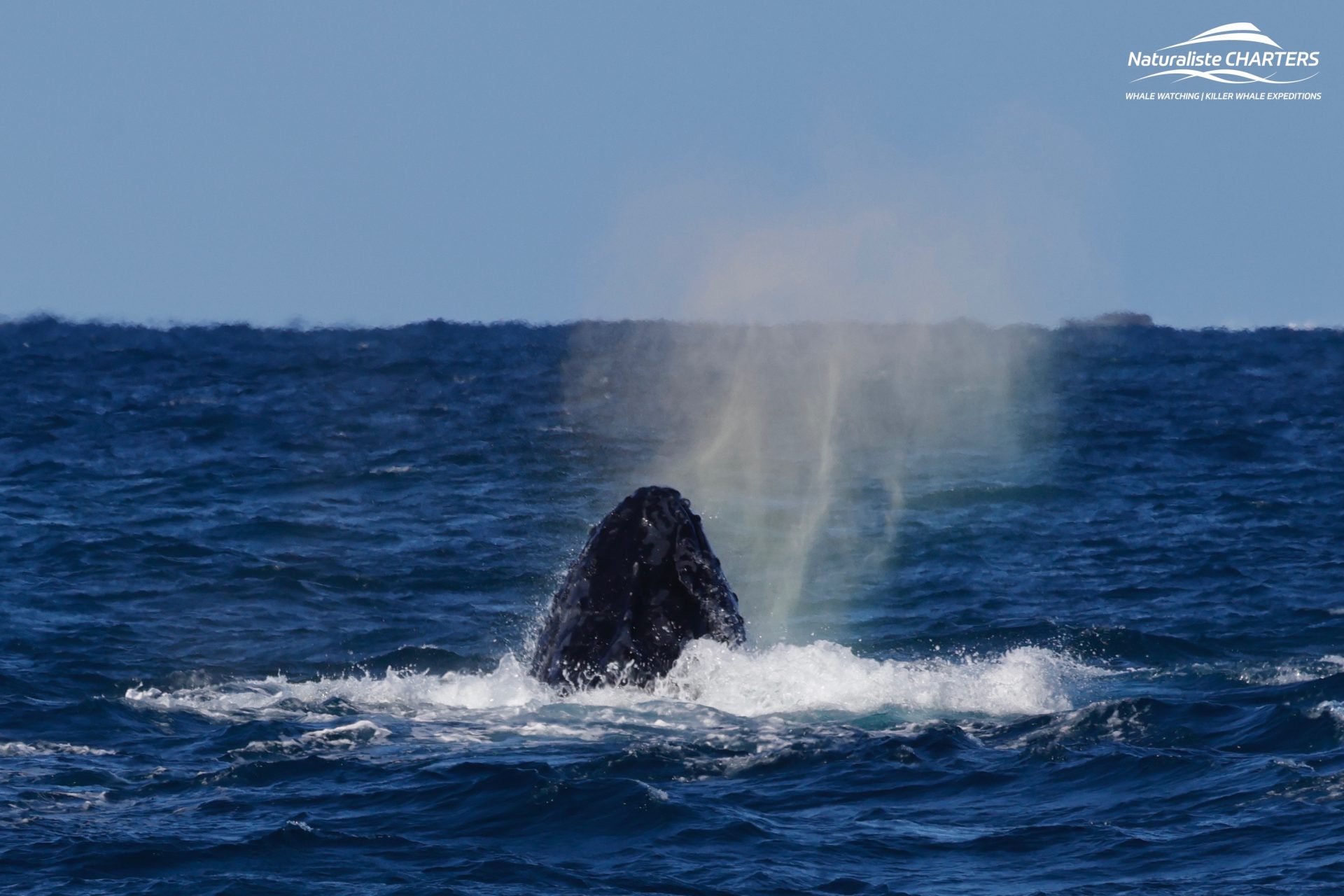 A magical Whale Watching Day